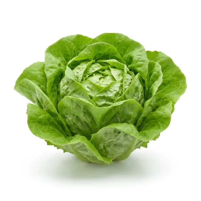 Lechuga
