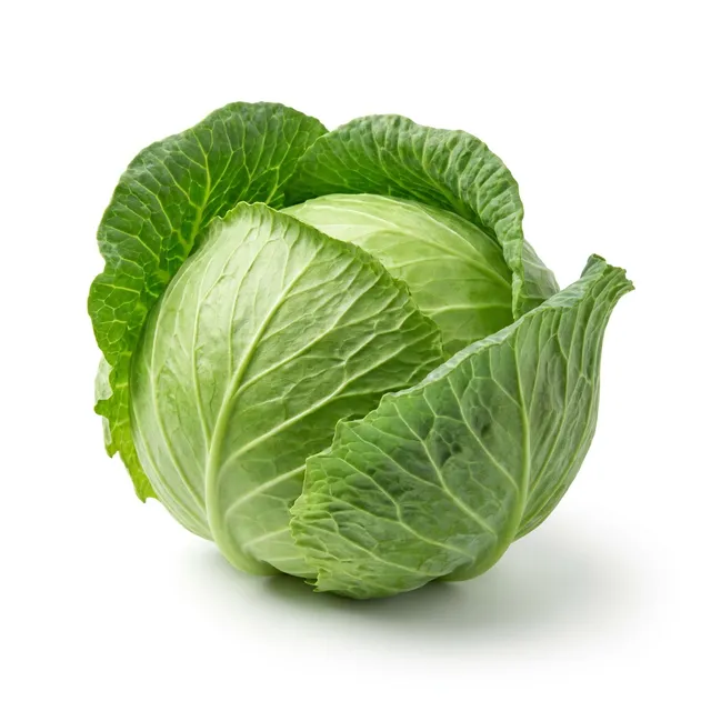 Repollo